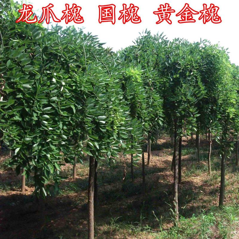垂槐龙爪槐4/5/6/8/10公分价格庭院别墅绿化景观