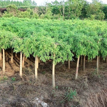 垂槐龙爪槐树5/6/8公分价格庭院别墅绿化景观垂槐产地