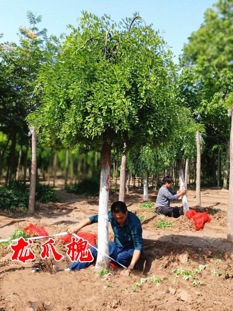 垂槐龙爪槐树5/6/8公分价格庭院别墅绿化景观垂槐产地