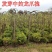 垂槐龙爪槐树5/6/8公分价格庭院别墅绿化景观垂槐产地