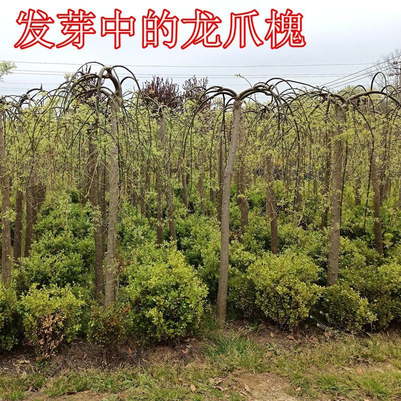 垂槐龙爪槐树5/6/8公分价格庭院别墅绿化景观垂槐产地