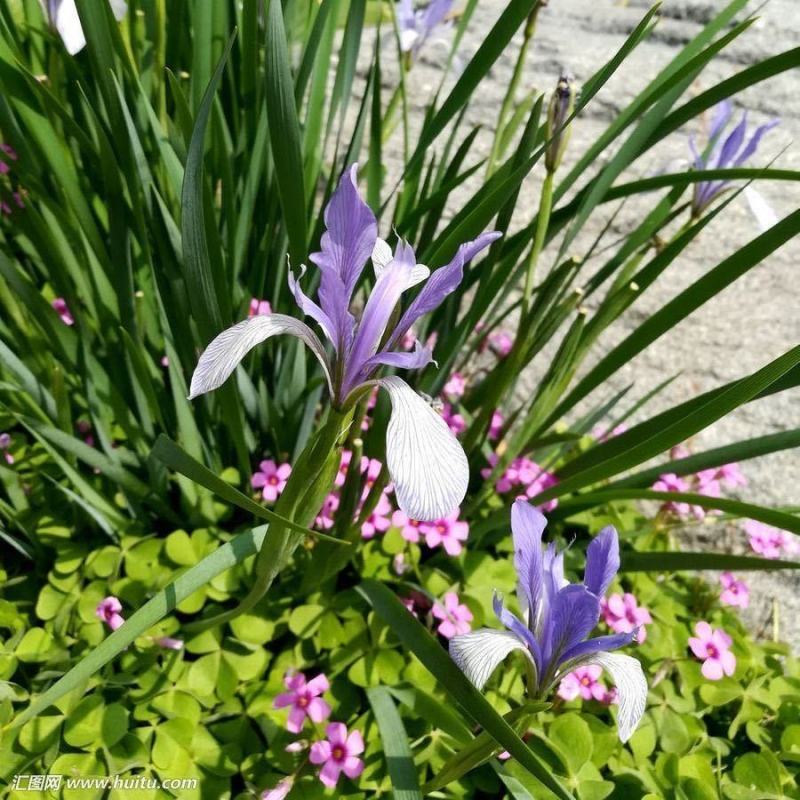 马莲种子马兰花多年生地被宿根花草耐旱耐盐碱绿化植物苗