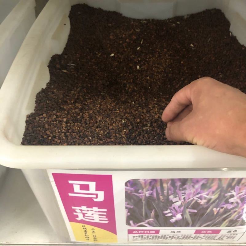 马莲种子马兰花多年生地被宿根花草耐旱耐盐碱绿化植物苗