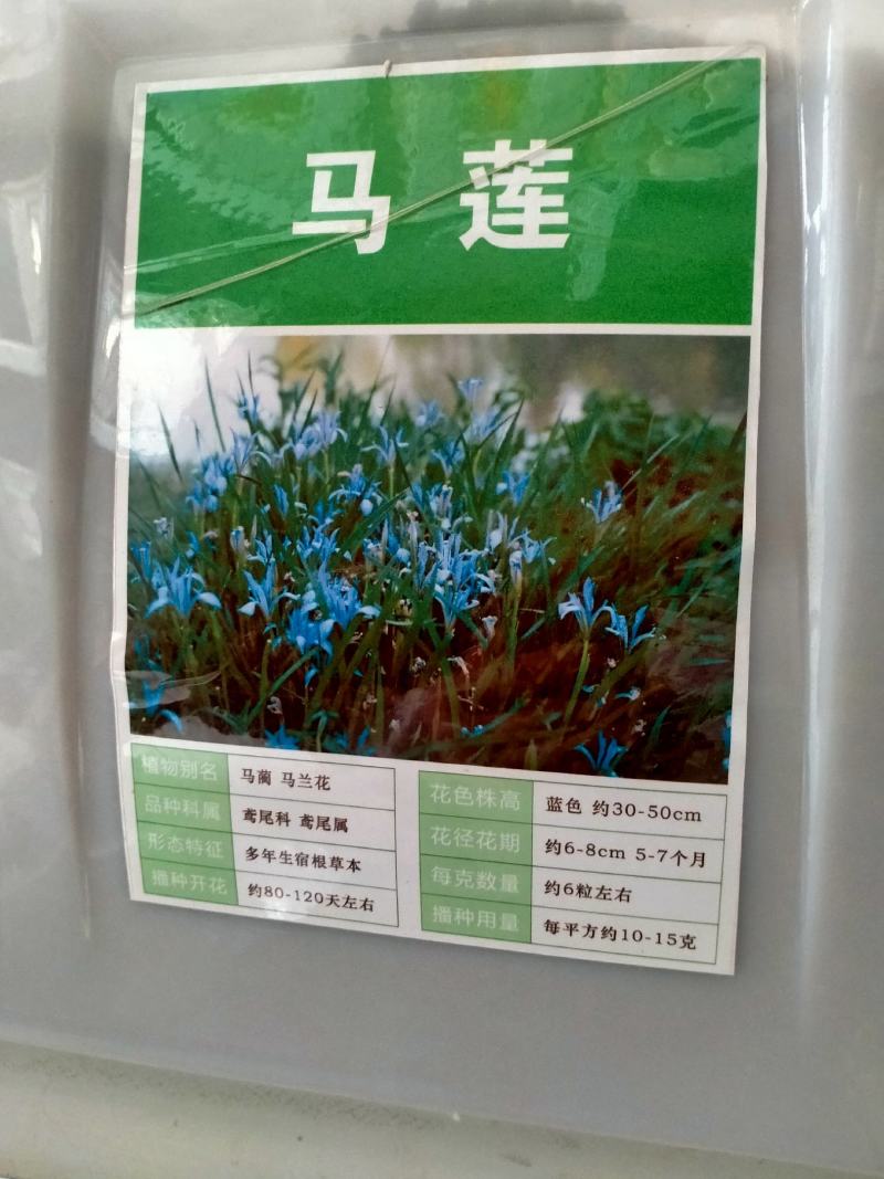 马莲种子马兰花多年生地被宿根花草耐旱耐盐碱绿化植物苗