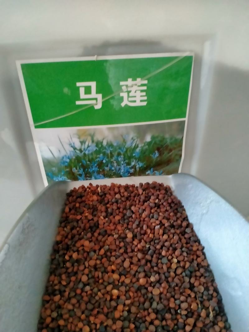 马莲种子马兰花多年生地被宿根花草耐旱耐盐碱绿化植物苗