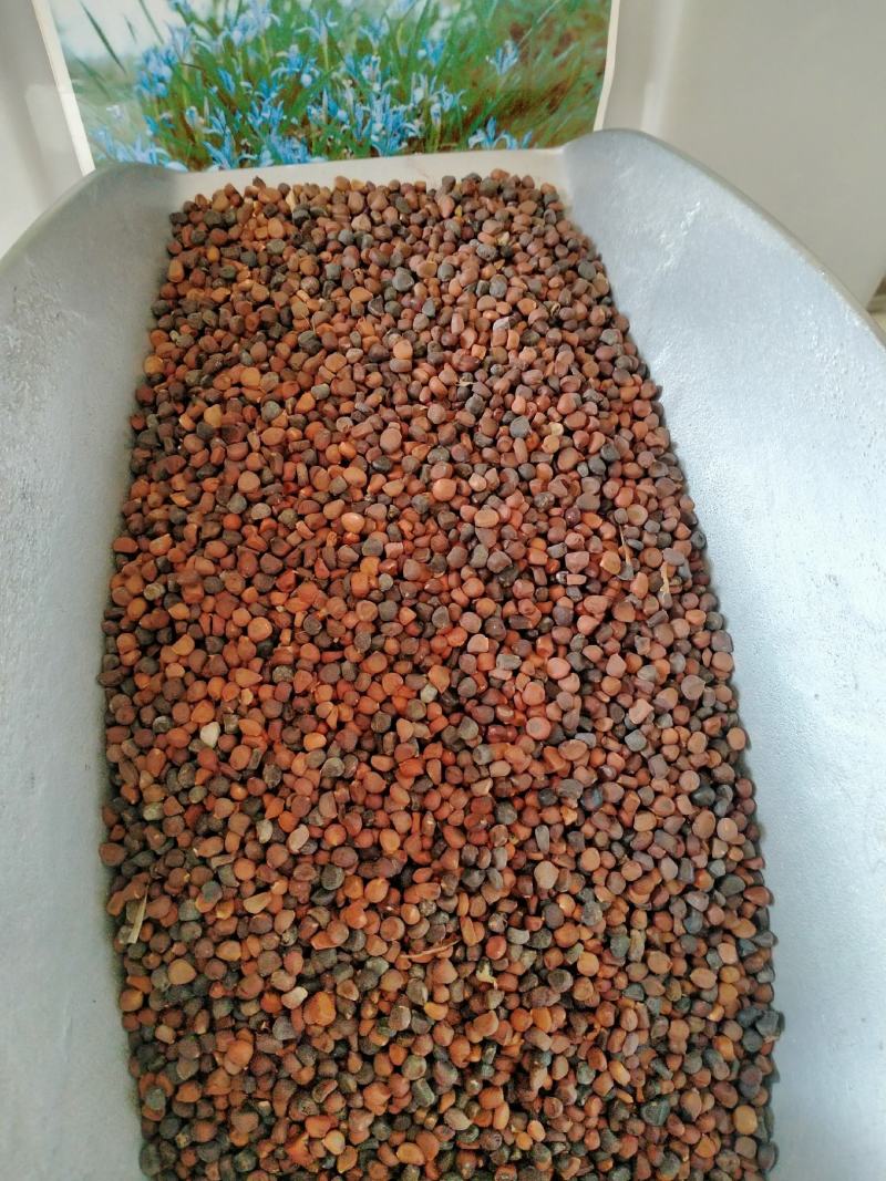 马莲种子马兰花多年生地被宿根花草耐旱耐盐碱绿化植物苗