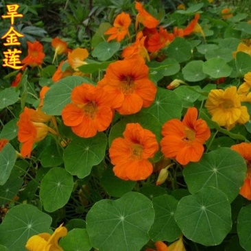 旱金莲种子金莲花四季易种室内阳台爬藤花卉种子旱荷花花籽