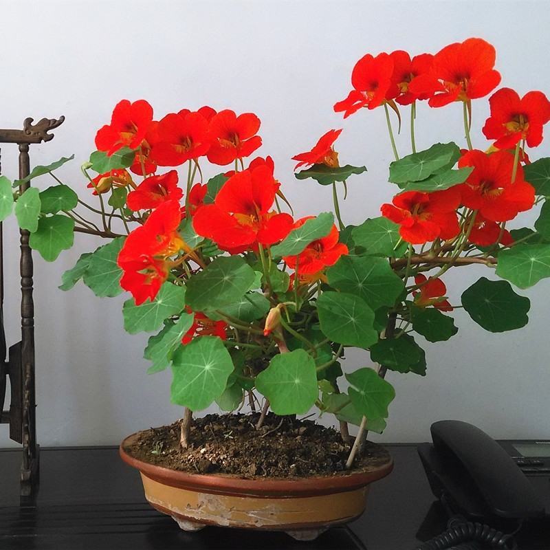 旱金莲种子金莲花四季易种室内阳台爬藤花卉种子旱荷花花籽