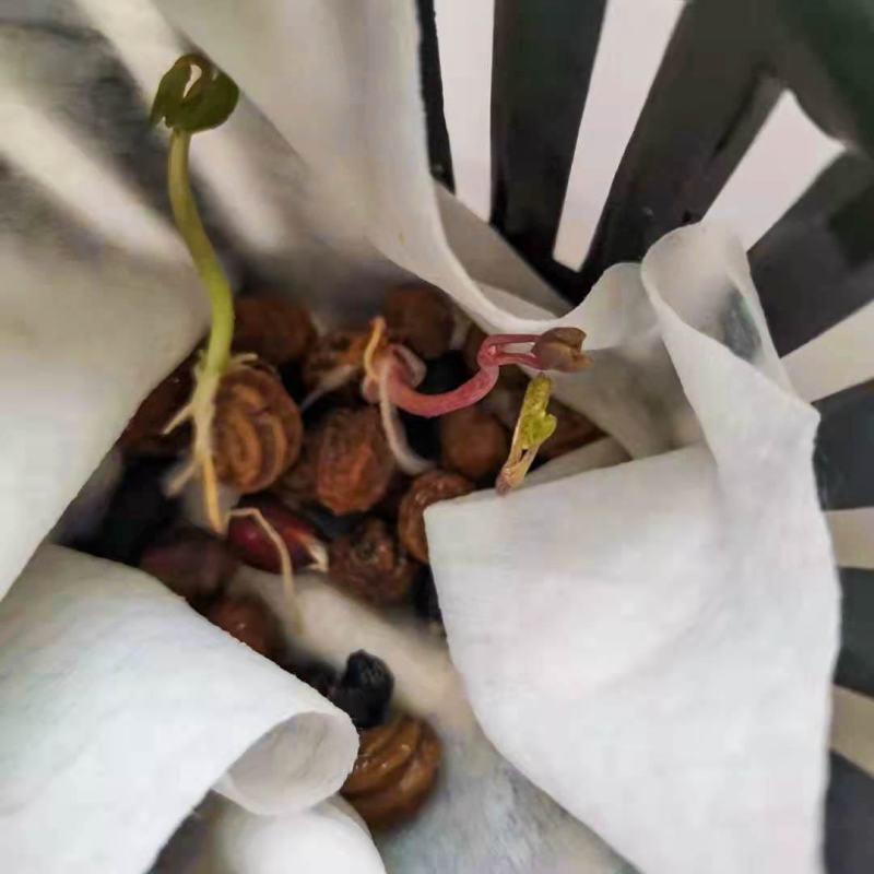 旱金莲种子金莲花四季易种室内阳台爬藤花卉种子旱荷花花籽
