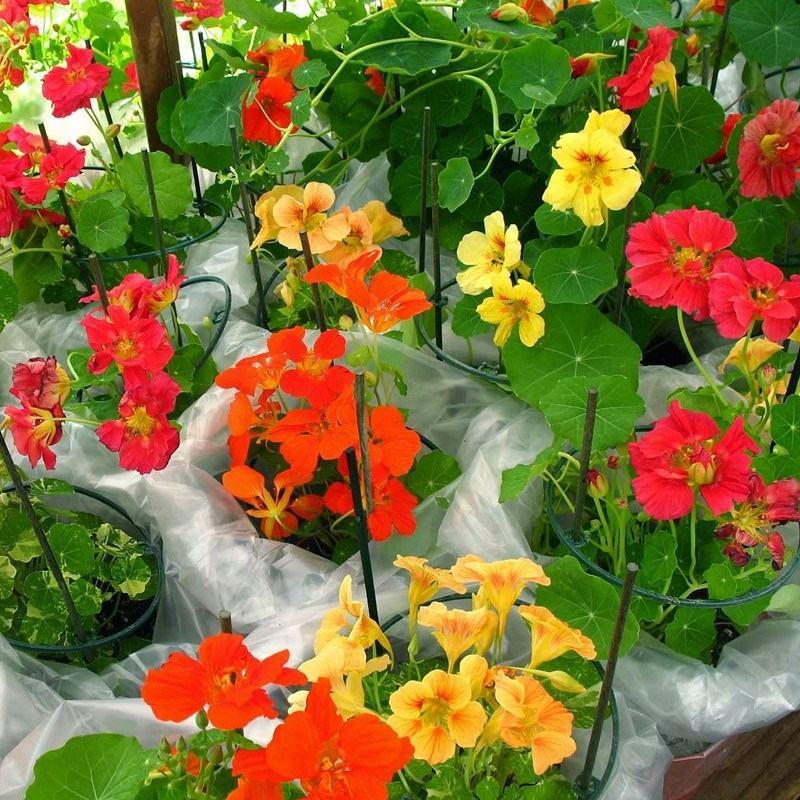 旱金莲种子金莲花四季易种室内阳台爬藤花卉种子旱荷花花籽