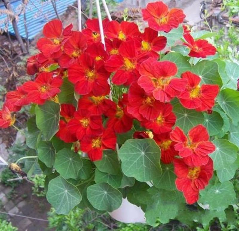 旱金莲种子金莲花四季易种室内阳台爬藤花卉种子旱荷花花籽
