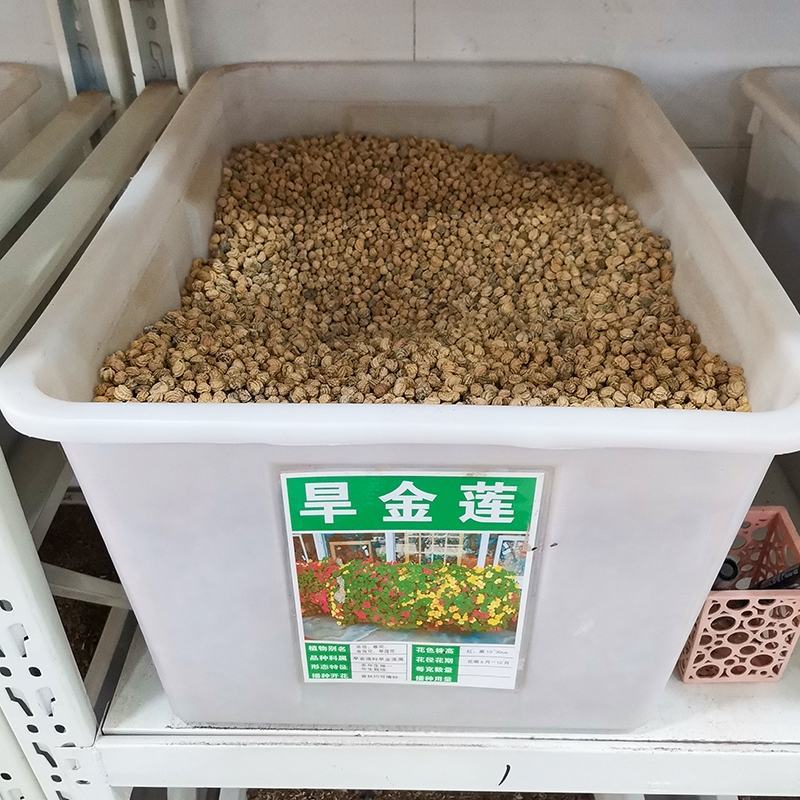 旱金莲种子金莲花四季易种室内阳台爬藤花卉种子旱荷花花籽