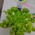 四川基地大量供应儿菜，抱儿菜，娃娃菜，小心儿菜，大心儿菜