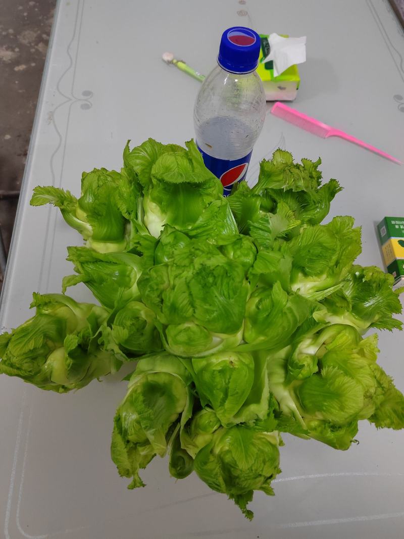 四川基地大量供应儿菜，抱儿菜，娃娃菜，小心儿菜，大心儿菜