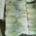精品云南黄心大白菜，品质保证，全国各地发货