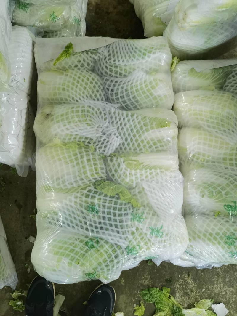 精品云南黄心大白菜，品质保证，全国各地发货