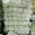 精品云南黄心大白菜，品质保证，全国各地发货
