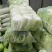 精品云南黄心大白菜，品质保证，全国各地发货