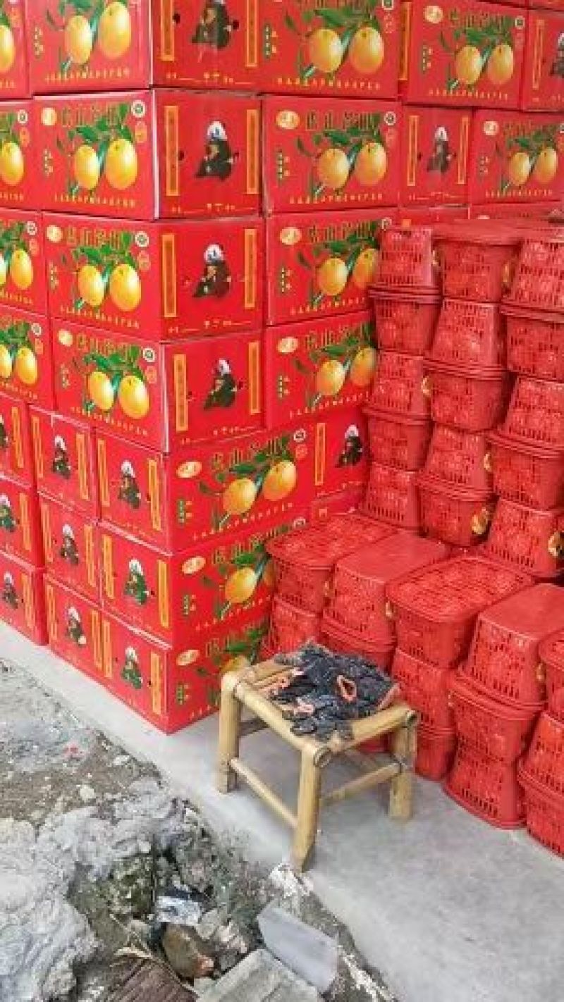永春芦柑（永春县下洋明海生态农场）