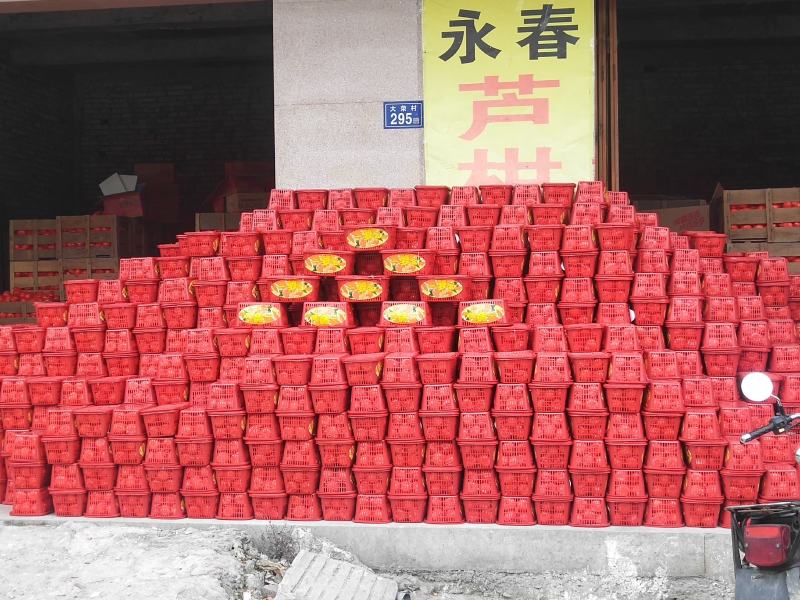 永春芦柑（永春县下洋明海生态农场）