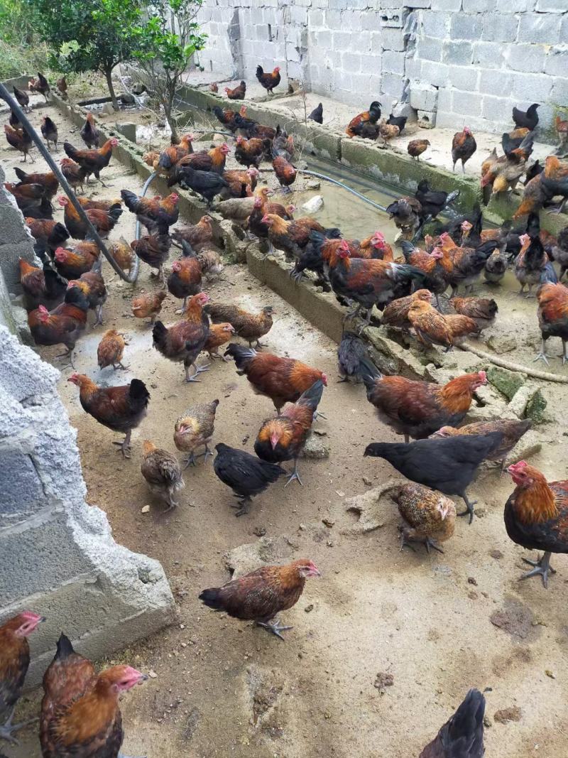 正牌农村活土鸡