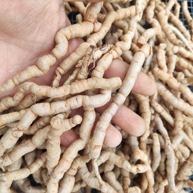 巴戟天肇庆湿巴戟天新鲜巴戟中药生巴戟天三级货源稳长期供货