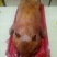 广西特产环江香猪