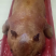 广西特产环江香猪