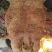 广西特产环江香猪