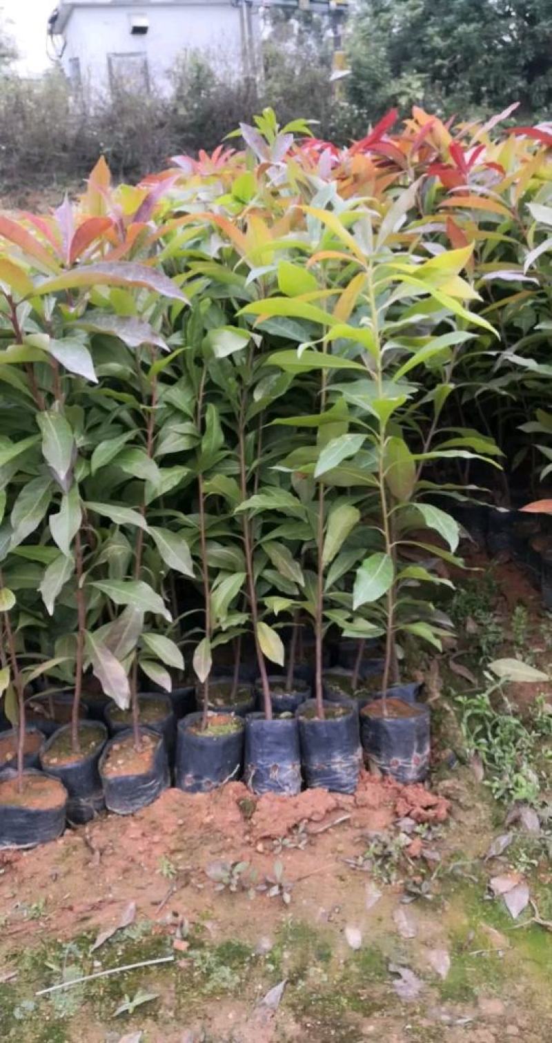 大量出售精品木荷小苗，一年生苗，欢迎各位老总来电订购，