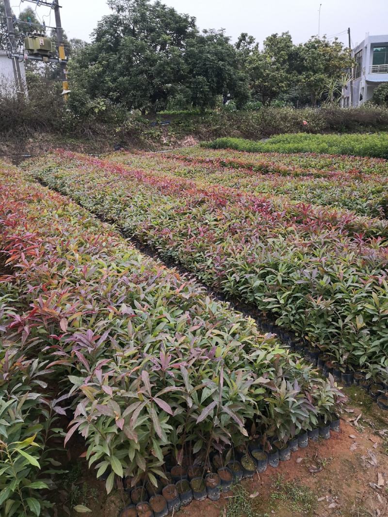 大量出售精品木荷小苗，一年生苗，欢迎各位老总来电订购，