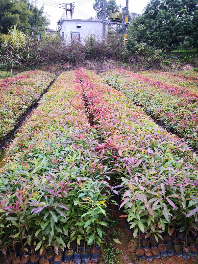 大量出售精品木荷小苗，一年生苗，欢迎各位老总来电订购，