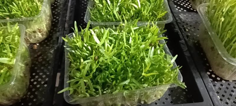 芽苗菜