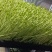 芽苗菜