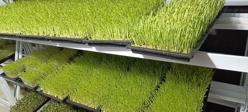 芽苗菜