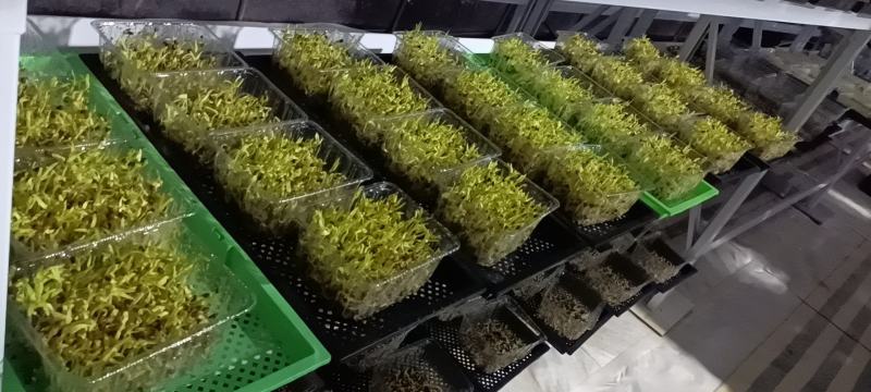 芽苗菜