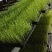 芽苗菜