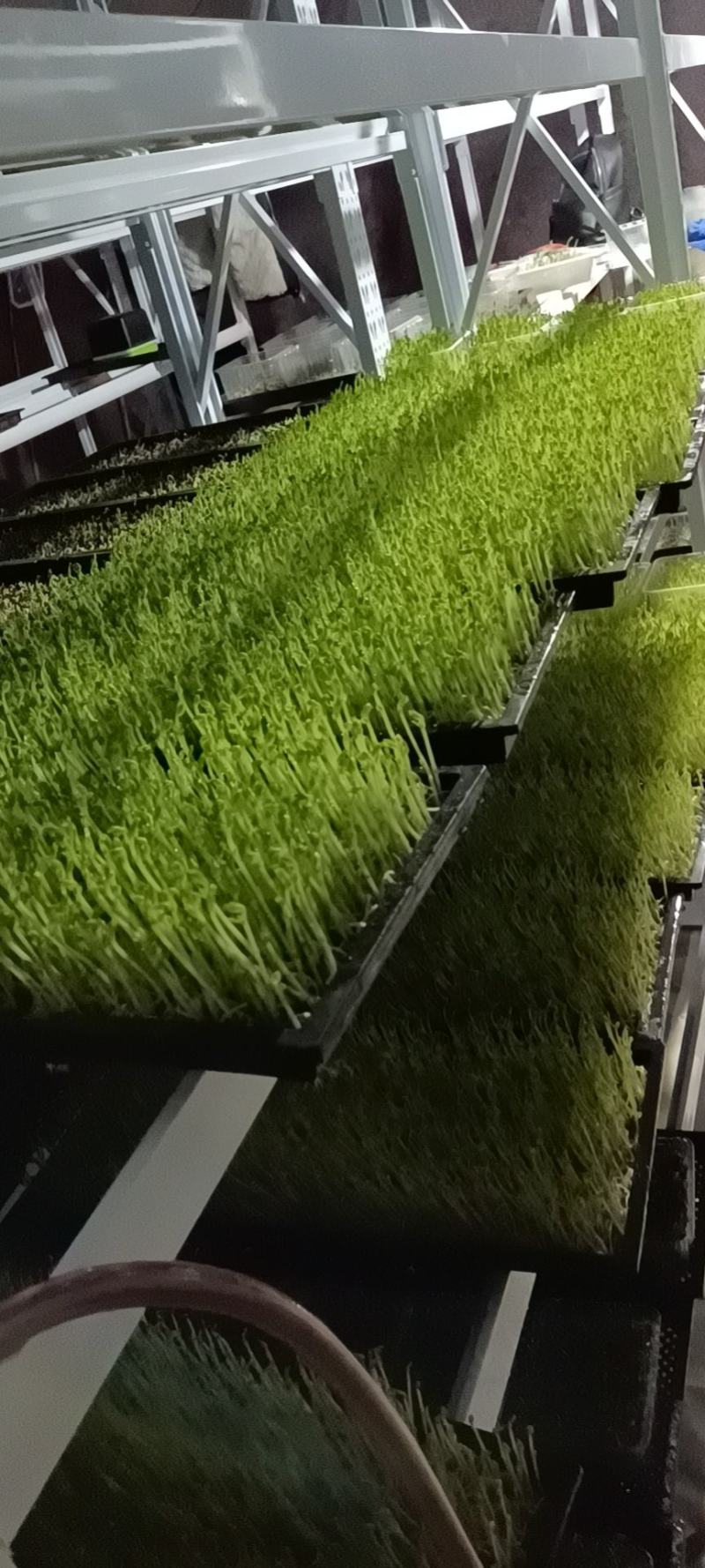 芽苗菜
