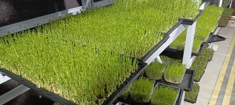 芽苗菜