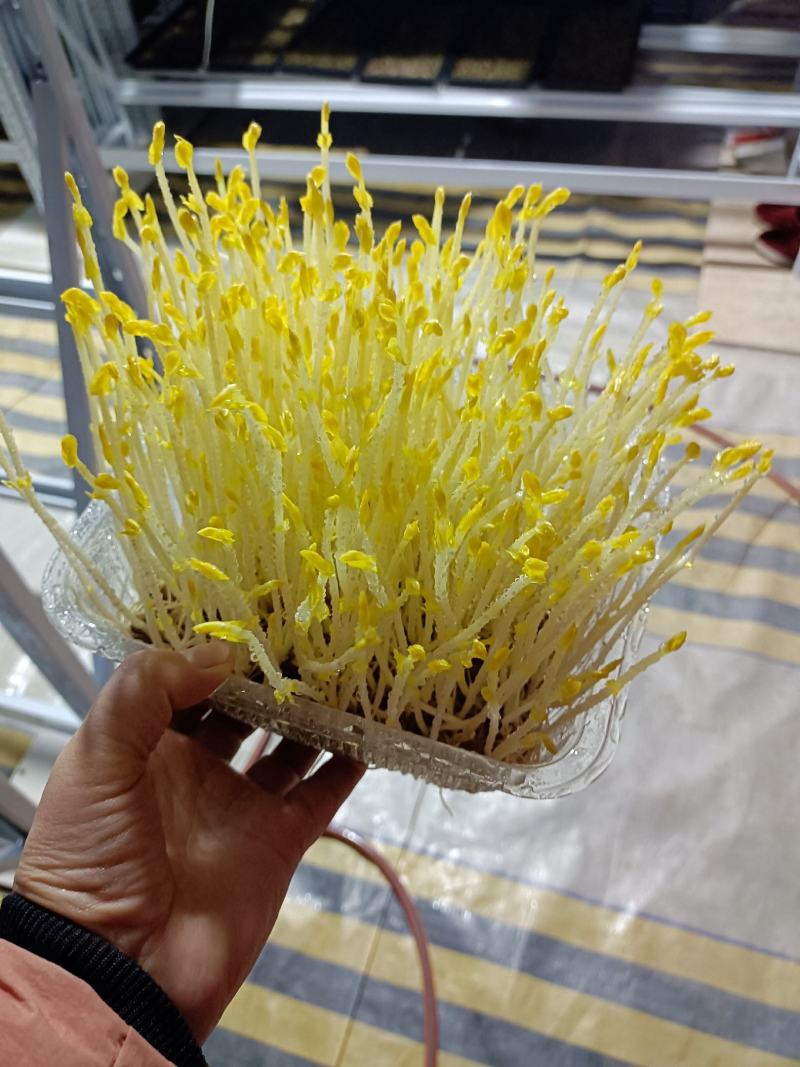 活体蔬菜，只喝水的芽菜