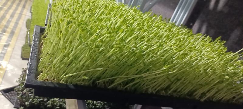 活体蔬菜，只喝水的芽菜