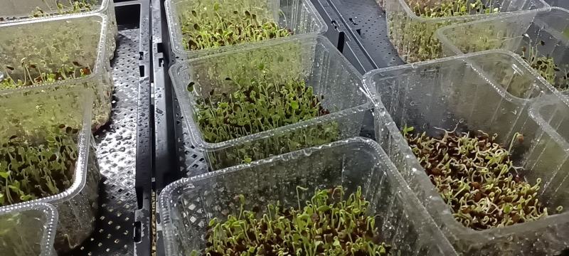 活体蔬菜，只喝水的芽菜