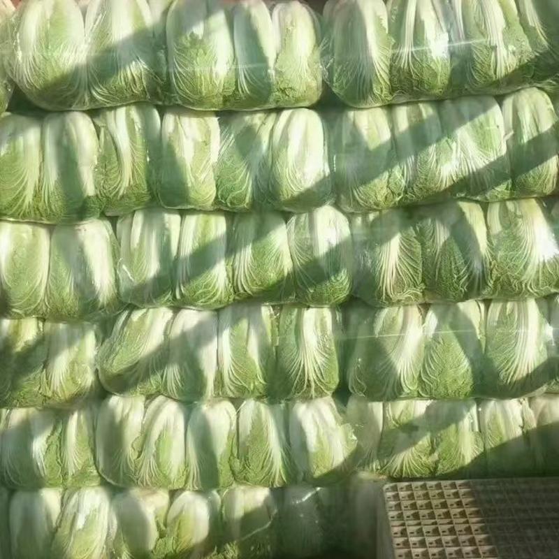 山东聊城万亩蔬菜产地黄心白菜长期大量供应