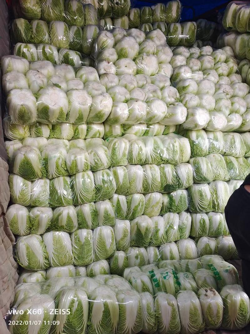 山东聊城万亩蔬菜产地黄心白菜长期大量供应