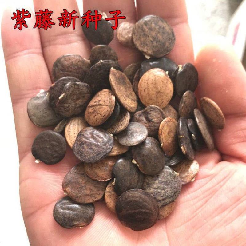 紫藤种子多花紫藤种子盆栽地栽树种爬藤植物垂吊花种子林木种
