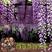 紫藤种子多花紫藤种子盆栽地栽树种爬藤植物垂吊花种子林木种