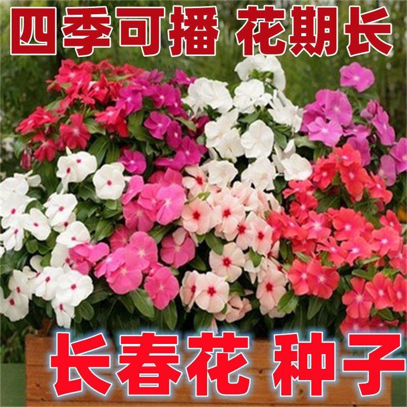 长春花种子日日春庭院别墅洋台室内外四季可播种属精品草花