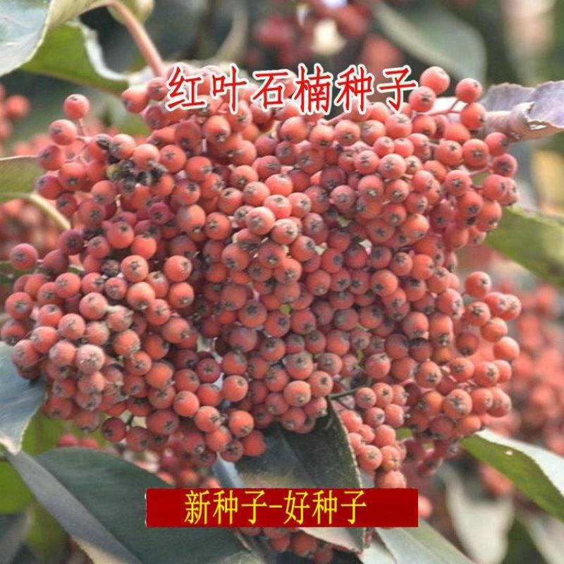 红叶石楠种子彩叶道路庭院小区绿化多年生观叶四季高杆春季树