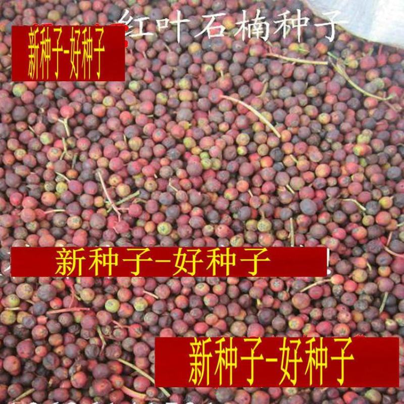 红叶石楠种子彩叶道路庭院小区绿化多年生观叶四季高杆春季树