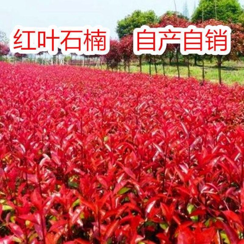 红叶石楠种子彩叶道路庭院小区绿化多年生观叶四季高杆春季树